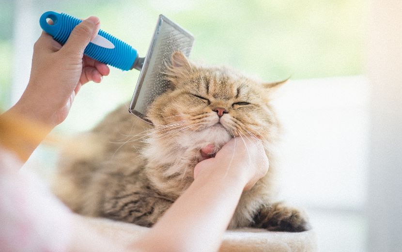 Higiene dos Gatos Higiene dos Gatos